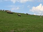 Haus Vier-Pfoten - Top-Hundeurlaub