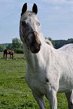 Nachbarschaft - Apartment B4 "Pine Hill Resort" Extra Bike Friendly - Top-Hundeurlaub