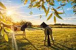 Garten - Heverhus - Top-Hundeurlaub