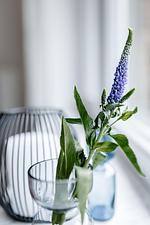 ABC-Wohnung A**** - Top-Hundeurlaub