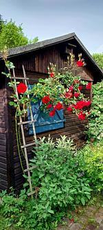 Garten - Ferienhaus Häuschen im Norden - Top-Hundeurlaub