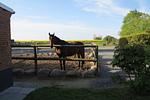 Bauernhaus 3 -Vaest- - Top-Hundeurlaub