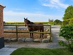 Bauernhaus 3 -Vaest- - Top-Hundeurlaub