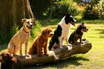 Urlaub mit Hund im Ferienhaus Swölke mit eigenem eingezäunten Garten in der Feldberger Seenlandschaft  - Top-Hundeurlaub