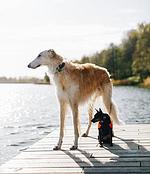 Urlaub mit Hund im Ferienhaus Swölke mit eigenem eingezäunten Garten in der Feldberger Seenlandschaft  - Top-Hundeurlaub