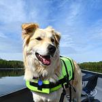 Urlaub mit Hund im Ferienhaus Swölke mit eigenem eingezäunten Garten in der Feldberger Seenlandschaft  - Top-Hundeurlaub