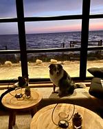Chalet First Line Erste Reihe mit Zaun Haus Nr. 214 - Top-Hundeurlaub