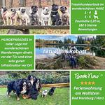 Top-Hundeurlaub Ferienwohnung Am Wolfstein Bad Harzburg im wunderschönen Harz - Top-Hundeurlaub