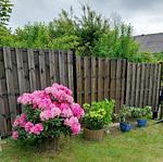 Garten - Ferienhaus Papa - Top-Hundeurlaub