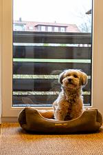 FeWo Harzer Brockenblick bis zu 2 Hunde willkommen!  Sauna, 2x Smart TV - Top-Hundeurlaub