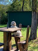 Urlaub mit Hund im Familienhotel Fasching - Top-Hundeurlaub