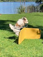 Urlaub mit Hund im Familienhotel Fasching - Top-Hundeurlaub