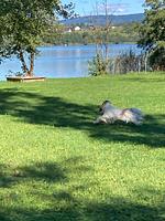 Urlaub mit Hund im Familienhotel Fasching - Top-Hundeurlaub