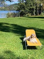 Urlaub mit Hund im Familienhotel Fasching - Top-Hundeurlaub