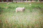 Schafe - Friesenhof Benen Diken - Martje Floris - Top-Hundeurlaub