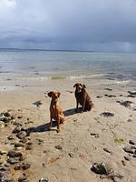 Ferienwohnung an der Flensburger Förde - Top-Hundeurlaub