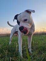 Willkommen in Markelfingen – auch für Ihren Hund 🐾 - Top-Hundeurlaub