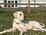 Willkommen in Markelfingen – auch für Ihren Hund 🐾 - Top-Hundeurlaub