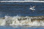 Strand - 106 Kleine Welle - Top-Hundeurlaub