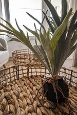Dekoratives Detail - Ferienwohnung Blick auf die Eckernförder Bucht - Top-Hundeurlaub