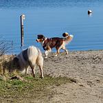 Chalet Villa MiaMari Nr. Zuiderzee 12 - Top-Hundeurlaub