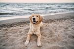 Ferienwohnung Boddendeck Ostseebad Wustrow ZweiWasser Alte Seefahrtschule Hundestrand in der Umgebung - Boddendeck - Top-Hundeurlaub