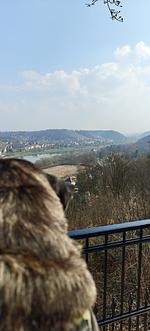 Hotel Siebeneichen - Top-Hundeurlaub