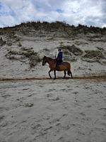 Neu: Ferienwohnung "Leuchtturm" Wangerooge 4-6 Personen - Top-Hundeurlaub