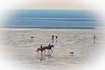 Meerblick - HZ13 - Top-Hundeurlaub