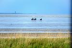 Meerblick - HZ14 - Top-Hundeurlaub