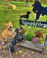 Hundefreundliches Ferienhaus mitten im Wald  - Top-Hundeurlaub