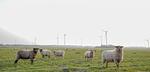 Hof Seewind – Hofblick - Top-Hundeurlaub