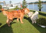 3 Länder auf 4 Pfoten - All Inclusive Flusskreuzfahrt mit Hund - Top-Hundeurlaub