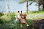 3 Länder auf 4 Pfoten - All Inclusive Flusskreuzfahrt mit Hund - Top-Hundeurlaub