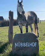 Kuhstall - Top-Hundeurlaub