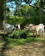 Kuhstall - Top-Hundeurlaub