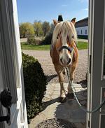 Landsitz - Top-Hundeurlaub