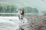 Donauzauber - All Inclusive Flusskreuzfahrt mit Hund - Top-Hundeurlaub