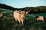 Natur - Schottenhof Walser 3 - Top-Hundeurlaub