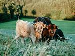 Natur - Schottenhof Walser 3 - Top-Hundeurlaub