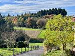 Natur - Schottenhof Walser 4 - Top-Hundeurlaub