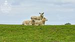 Haus Plesse - Top-Hundeurlaub