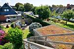 Gartenblick - Stranddistel - Top-Hundeurlaub