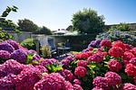 Terrasse - Stranddistel - Top-Hundeurlaub