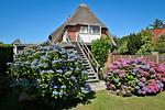 Gartenblick - Stranddistel - Top-Hundeurlaub
