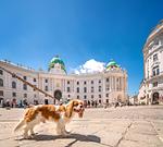 Donau intensiv - All Inclusive Flusskreuzfahrt mit Hund - Top-Hundeurlaub