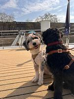 Donau intensiv - All Inclusive Flusskreuzfahrt mit Hund - Top-Hundeurlaub