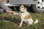 Wohnmobile 4Pfoten im Stuttgart und Heilbronn - Top-Hundeurlaub