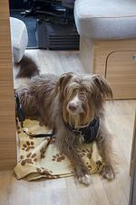Wohnmobile 4Pfoten im Stuttgart und Heilbronn - Top-Hundeurlaub