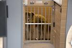 Wohnmobile 4Pfoten im Stuttgart und Heilbronn - Top-Hundeurlaub